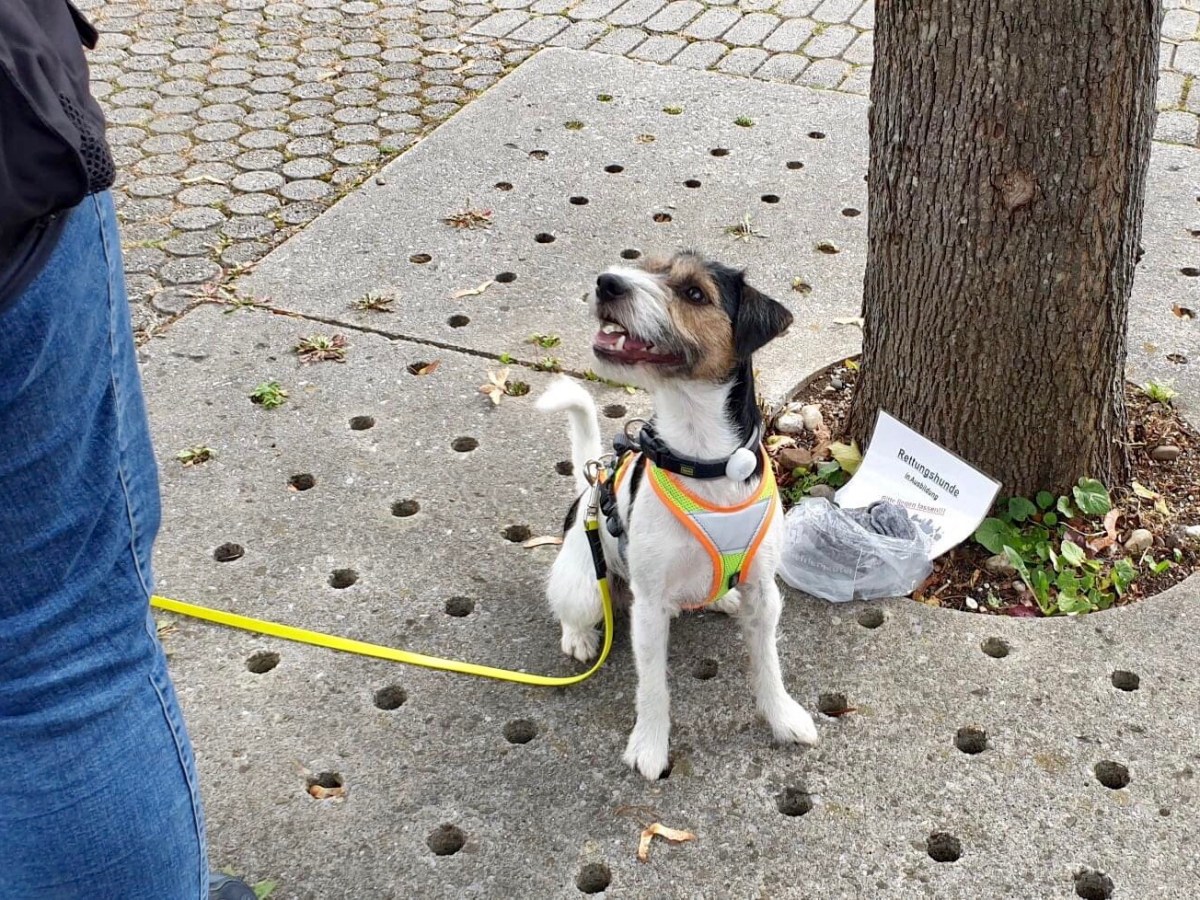 Mantrailing Level Check&nbsp;3