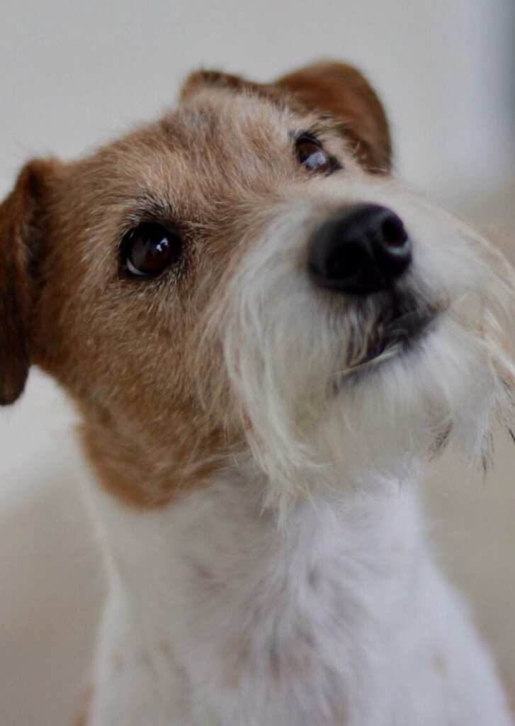 In Memoriam – Rusty's Rascals